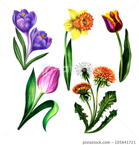Set of spring flowers tulips narcissus dandelion crocuses. Isolate on white background. Watercolor illustration. Set of spring flowers tulips narcissus dandelion crocuses. Isolate on white background. Watercolor illustration. 105641721