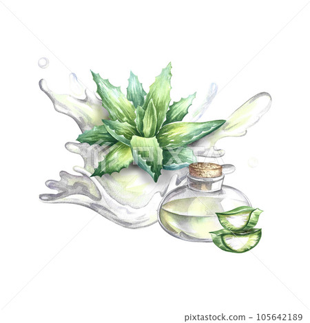 Aloe vera, watercolor illustration, medicinal plant and juice splash, natural cosmetic component and skin cream. Aloe vera, watercolor illustration, medicinal plant and juice splash, natural cosmetic component and skin cream. 105642189