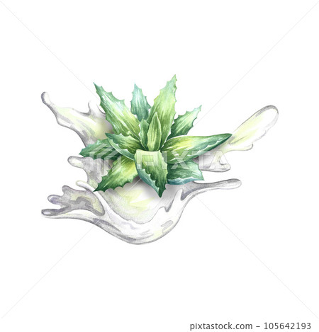 Aloe vera, watercolor illustration, medicinal plant and juice splash, natural cosmetic component and skin cream. Aloe vera, watercolor illustration, medicinal plant and juice splash, natural cosmetic component and skin cream. 105642193