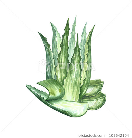 Aloe vera. watercolor illustration. Sliced leaf of aloe medicinal plant, natural cosmetic component and skin cream. Aloe vera. watercolor illustration. Sliced leaf of aloe medicinal plant, natural cosmetic component and skin cream. 105642194