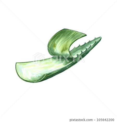 Aloe vera. Watercolor illustration. For labels and packaging of cosmetology, perfumery and medicine. 105642200