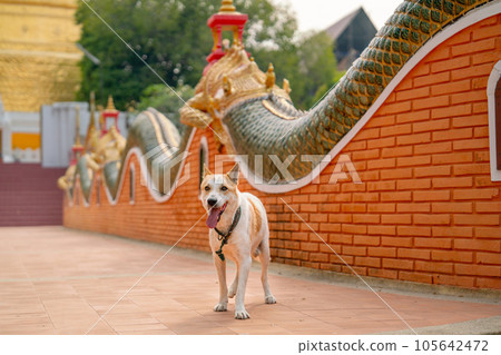 Dog stand in the walk way of temple in Thailand and it look forward also express happiness friendly 105642472