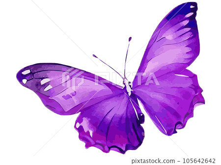 Illustration of purple butterflies, watercolor touch Illustration of purple butterflies, watercolor touch 105642642
