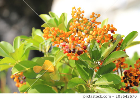 schefflera fruit 105642670