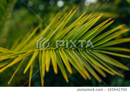 Copy space of blur green palm leaf tree with bokeh sun ligth abstract texture background. Ecology and environment concept. Vintage tone filter effect color style. 105642700