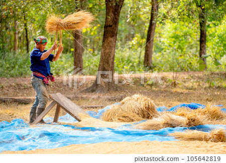 Side view of senior man work with local tools to get rice grain and use traditional method to work Side view of senior man work with local tools to get rice grain and use traditional method to work 105642819