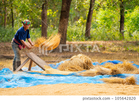 Senior man work with local tools to get rice grain and use traditional method for working  105642820
