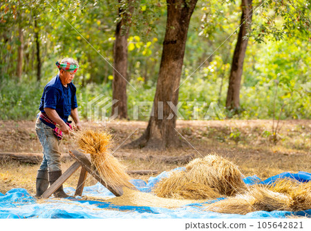 Side view of senior man work with local tools to get rice grain and use traditional method for work 105642821