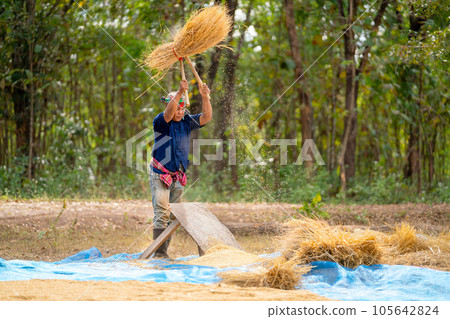 Senior man work with local tools to get rice grain and use traditional method for work 105642824