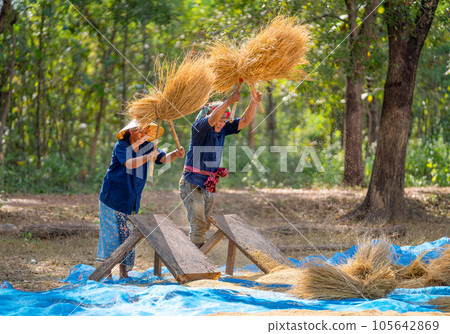 Senior man and woman work together with local tools to get rice grain and use traditional method 105642869