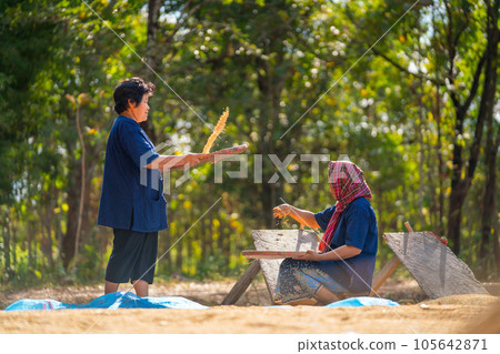 Close up Asian woman with traditional clothes stand and winnow rice using basketry and other sit 105642871