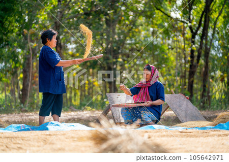 Asian woman with traditional clothes stand and winnow rice using basketry and other woman sit Asian woman with traditional clothes stand and winnow rice using basketry and other woman sit 105642971