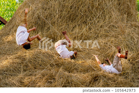 Three little boy with school uniform enjoy and fun to play with fall down from straw and hay of rice 105642973