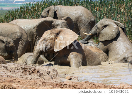 Elephants in addo National Park, South Africa 105643031