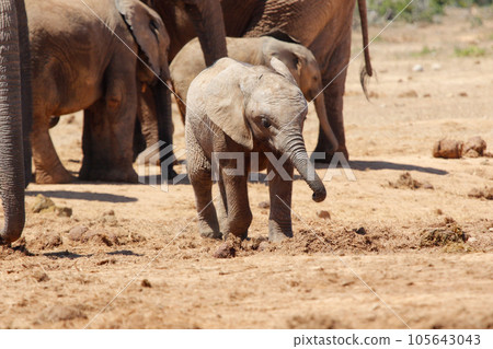 Elephants in addo National Park, South Africa 105643043