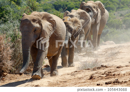 Elephants in addo National Park, South Africa 105643088