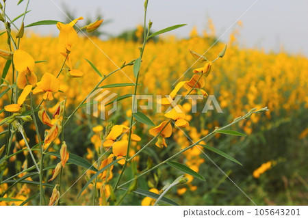 Linseed flower 105643201