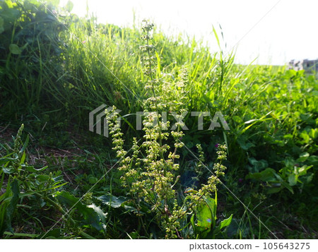 A group of squeegees found at Arakawa embankment in Kawaguchi City, Saitama Prefecture 105643275
