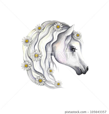 Portrait of a white horse decorated with daisies. Watercolor handmade. For printing, stickers and labels. Portrait of a white horse decorated with daisies. Watercolor handmade. For printing, stickers and labels. 105643357