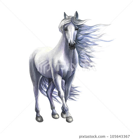 Standing white horse. Watercolor illustration hand drawn. isolate. For printing, stickers and labels. 105643367