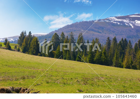 countryside scenery with forested mountains. coniferous trees on the grassy rolling hills in warm morning light beauty of ukrainian carpathians countryside scenery with forested mountains. coniferous trees on the grassy rolling hills in warm morning light beauty of ukrainian carpathians 105643460