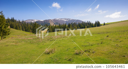 rural landscape with forested hills. spruce trees in the valley. beech trees on the distant hills. snow capped tops beneath a blue bright sky rural landscape with forested hills. spruce trees in the valley. beech trees on the distant hills. snow capped tops beneath a blue bright sky 105643461