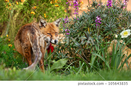 Red fox standing on green grass with flowers at the background Red fox standing on green grass with flowers at the background 105643835