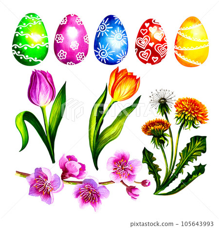 Easter spring set with colored eggs and spring flowers. Isolate on white background. 105643993