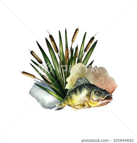 Composition with fish. Watercolor illustration. For fishing. For design, packaging, window stickers, banners Composition with fish. Watercolor illustration. For fishing. For design, packaging, window stickers, banners 105644692