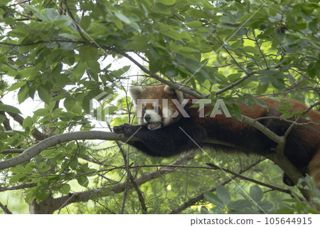 Lesser panda Lesser panda 105644915