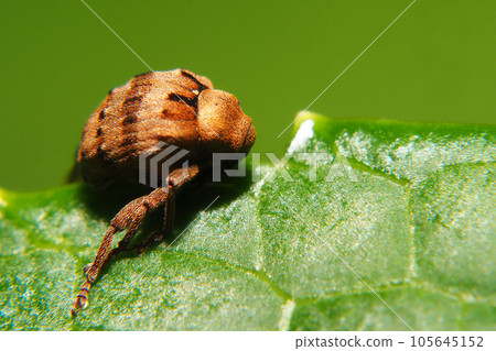 巨型槲寄生象甲蟲 巨型槲寄生象甲蟲 105645152