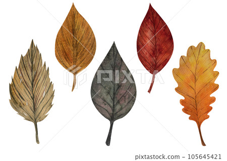 Set of watercolor leaves, hand painted illustration of floral elements isolated on a white background. Birch, aspen leaf in autumn colors for decoration of seasonal cliparts Set of watercolor leaves, hand painted illustration of floral elements isolated on a white background. Birch, aspen leaf in autumn colors for decoration of seasonal cliparts 105645421