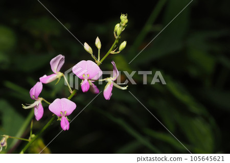 Flower of Alecidnus bali 105645621