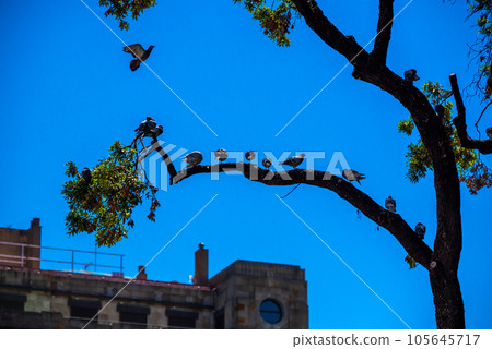 In Barcelona, doves perch on the branches of a tree. The increasing population of pigeons is becoming a significant issue in urban areas In Barcelona, doves perch on the branches of a tree. The increasing population of pigeons is becoming a significant issue in urban areas 105645717