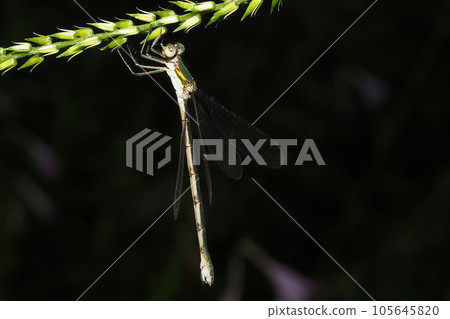Lestes sponsa (female) 105645820