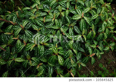 冷水花 觀葉植物 105645825
