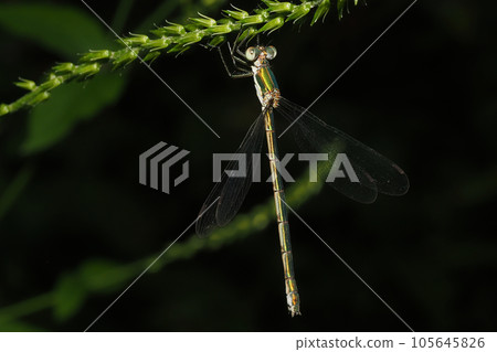 Lestes sponsa (女) Lestes sponsa (女) 105645826