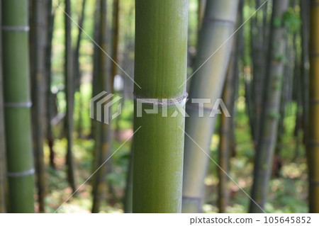 春竹林 春竹林 105645852