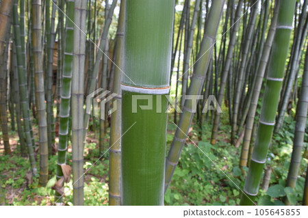 春竹林 105645855