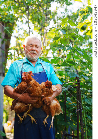 An elderly farmer with a beard in a blue apron with a red hen in his hands. An elderly farmer with a beard in a blue apron with a red hen in his hands. 105645947
