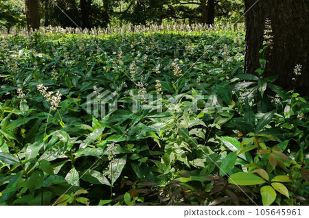 group of ginger group of ginger 105645961