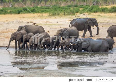 Elephants at Hwange national Park, Zimbabwe 105646086