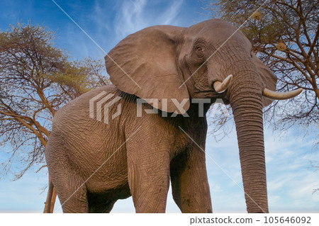 Elephants at Hwange national Park, Zimbabwe Elephants at Hwange national Park, Zimbabwe 105646092