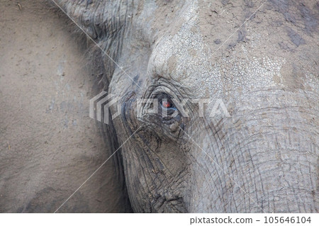 elephant at chobe national park, Botswana 105646104