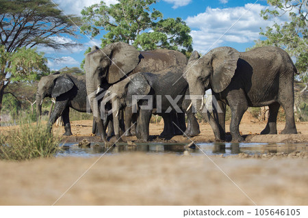 elephant at chobe national park, Botswana elephant at chobe national park, Botswana 105646105