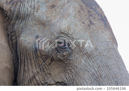 elephant at chobe national park, Botswana elephant at chobe national park, Botswana 105646106