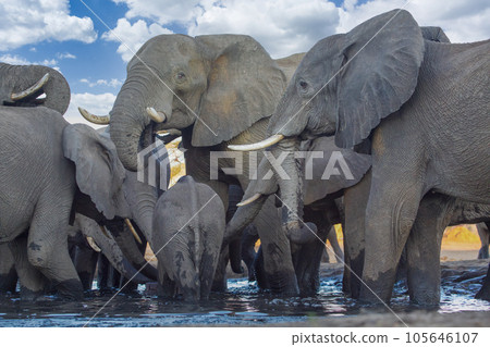 elephant at chobe national park, Botswana elephant at chobe national park, Botswana 105646107