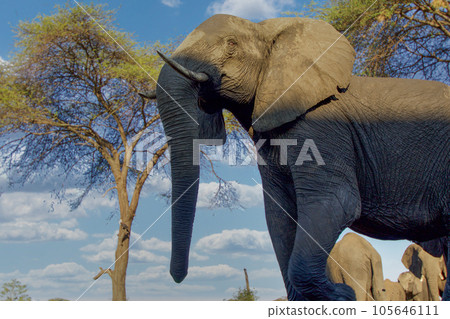 elephant at chobe national park, Botswana 105646111