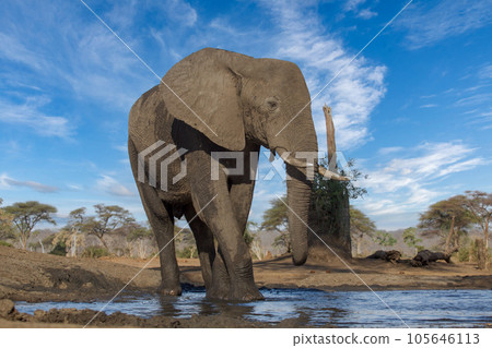 elephant at chobe national park, Botswana 105646113