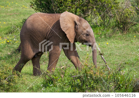 Elephants at Addo National Park, South Africa 105646116